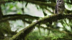 Branches Birds moss Plants Owls blurred background