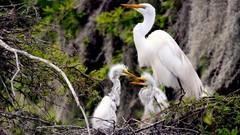 Branches Birds nest baby birds egrets
