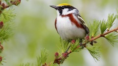 Branches Birds Orioles