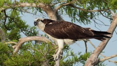Branches Birds osprey hawks
