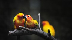 Branches Birds Parrots affection conures