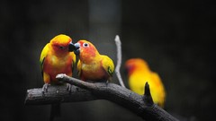 Branches Birds Parrots conures