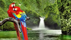 Branches Birds Parrots waterfalls