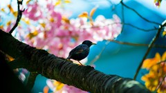 Branches Birds pink flowers bokeh depth of field
