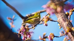 Branches Birds pink flowers japanese white-eye depth of field