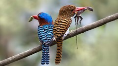 Branches Birds Prey kingfisher