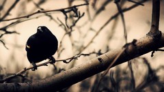 Branches Birds Ravens