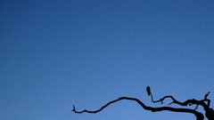 Branches Birds silhouettes skies minimalistic