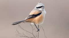 Branches Birds Simple Background