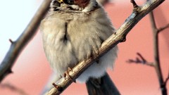 Branches Birds sparrow