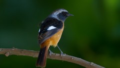 Branches Birds Taiwan
