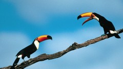Branches Birds toucans