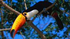 Branches Birds toucans