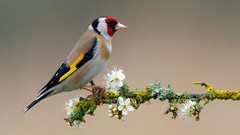 Branches Birds white flowers goldfinch
