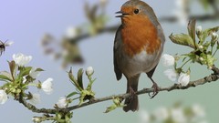 Branches Birds white flowers robins
