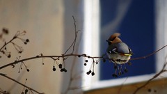Branches Birds wildlife
