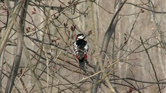Branches Birds woodpecker