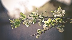 Branches blossoms
