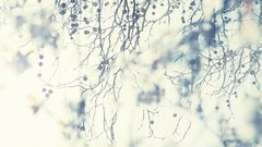 Branches bokeh sunlight