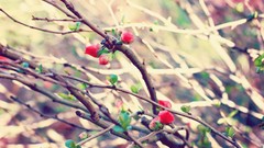 Branches buds bloom blossoms