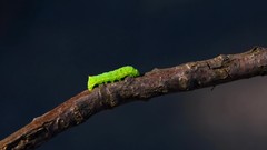 Branches caterpillars