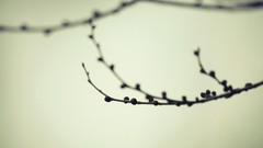 Branches depth of field