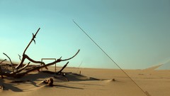 Branches Desktopography deserts