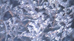 Branches frosty York