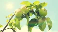 Branches Green apples food