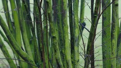 Branches Green forests