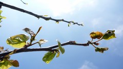 Branches Green skies