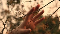 Branches hands