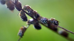 Branches hymenopthera