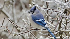 Branches ice Birds blue jay