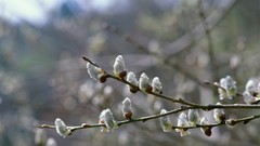 Branches Japan spring