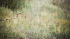 Branches kingfisher
