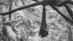 Branches monochrome bats
