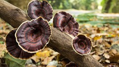Branches mushrooms fungus