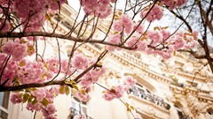 Branches Paris pink flowers architecture cherry blossoms