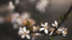 Branches Plants blossoms