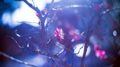 Branches Plants blossoms flora