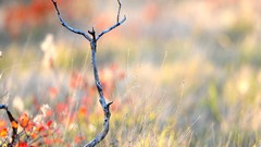 Branches Plants flora