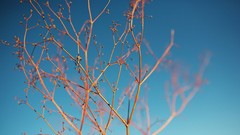 Branches Plants flora