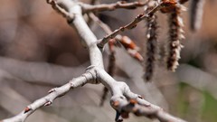 Branches Plants flora