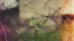 Branches Plants flora