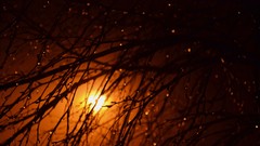 Branches Plants silhouettes water drops sunlight