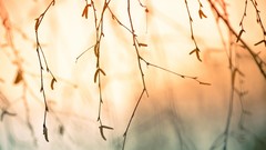 Branches Plants sunlight blurred background