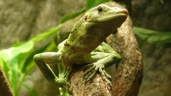 Branches Reptiles lizards