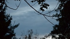 Branches silhouettes night sky blue skies depth of field