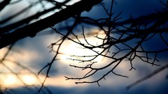 Branches silhouettes sunlight blurred background